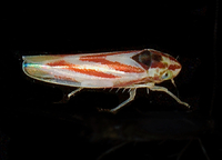 Erythridula noeva