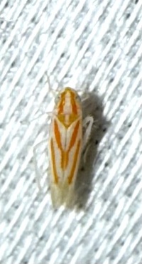 Erythridula unidentified species