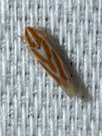 Erythridula unidentified species