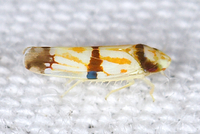 Erythroneura calycula