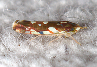 Erythroneura prosata