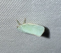 Flatormenis proxima