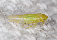 Forcipata unidentified species