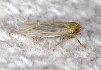 Graminella nigrifrons