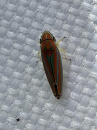 Graphocephala versuta