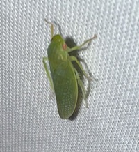 Gyponana unidentified species