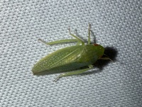 Gyponana unidentified species