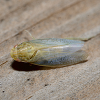 Gyponana unidentified species