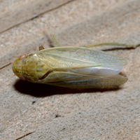 Gyponana unidentified species