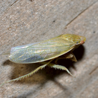 Gyponana unidentified species