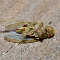 Gyponana unidentified species