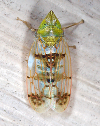 Japananus hyalinus