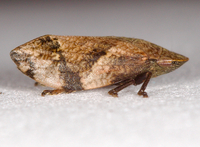 Lepyronia quadrangularis