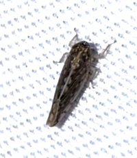 Osbornellus clarus