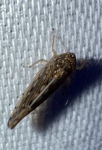 Osbornellus clarus
