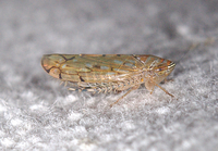 Osbornellus unidentified species