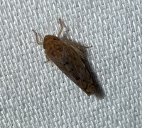 Osbornellus unidentified species