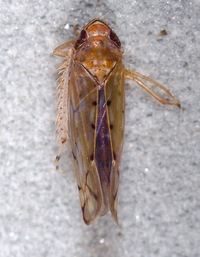 Osbornellus unidentified species