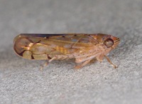 Osbornellus unidentified species