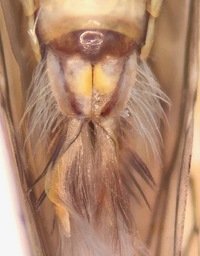 Osbornellus unidentified species