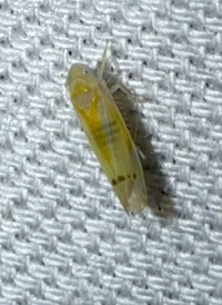 Ossiannilssonola australis