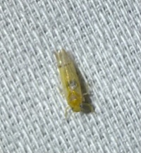 Ossiannilssonola unidentified species