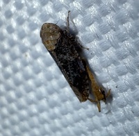 Paraphlepsius collitus