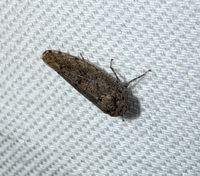 Paraphlepsius unidentified species