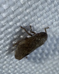 Philaronia canadensis