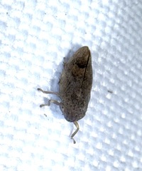 Philaronia canadensis