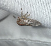 Platycotis vittata