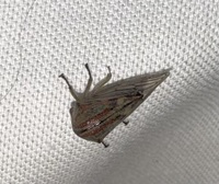 Platycotis vittata
