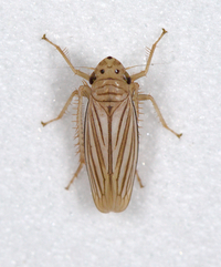 Plesiommata tripunctata