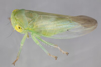 Populicerus pallidus