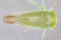 Populicerus pallidus