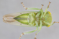 Populicerus pallidus
