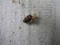 Prosapia bicincta