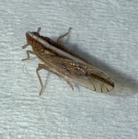 Stenocranus dorsalis
