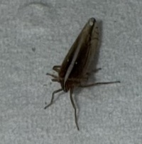 Stenocranus dorsalis