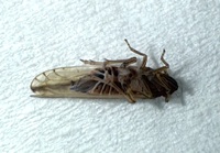 Stenocranus dorsalis