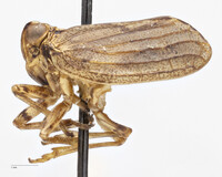 Thionia elliptica