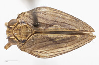 Thionia elliptica