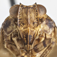 Thionia elliptica