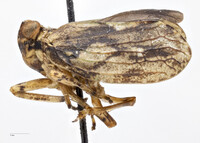 Thionia elliptica