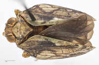 Thionia elliptica