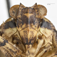 Thionia elliptica