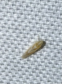 Erythridula unidentified species