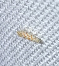 Eratoneura unidentified species