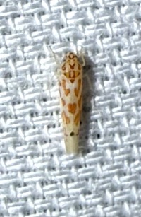 Eratoneura unidentified species