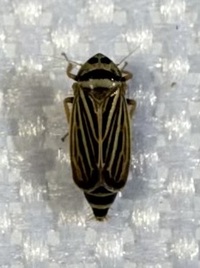 Amblysellus curtisii